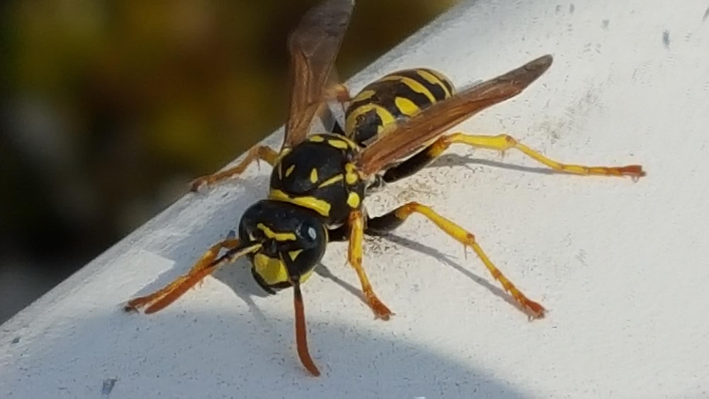 Frelon asiatique attaquant une ruche d'abeilles